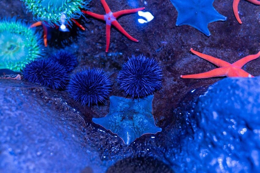 A close-up of marine life, including starfish and sea urchins on a rocky surface. 3