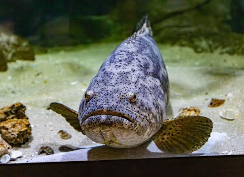 A fish in an aquarium with a sandy bottom and rocks. 4