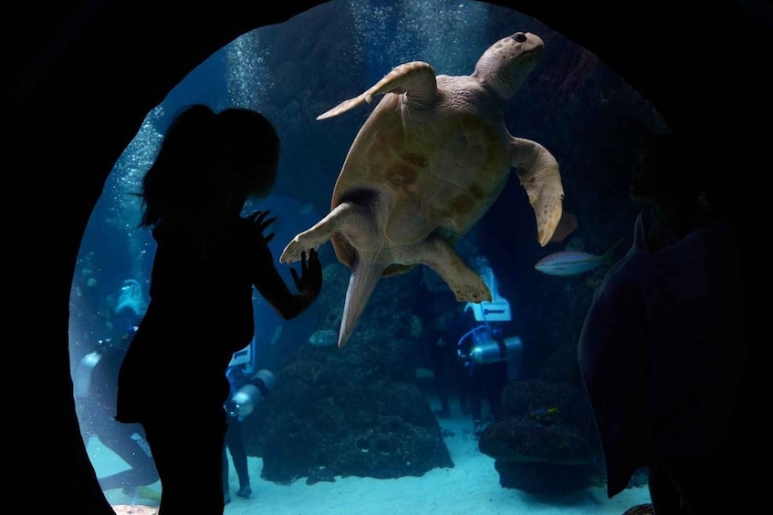 A large turtle swimming in an aquarium. 1