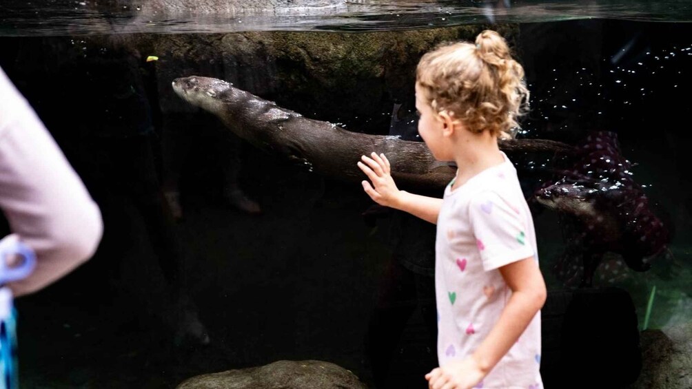 A child observing an otter swimming in an aquarium. 2