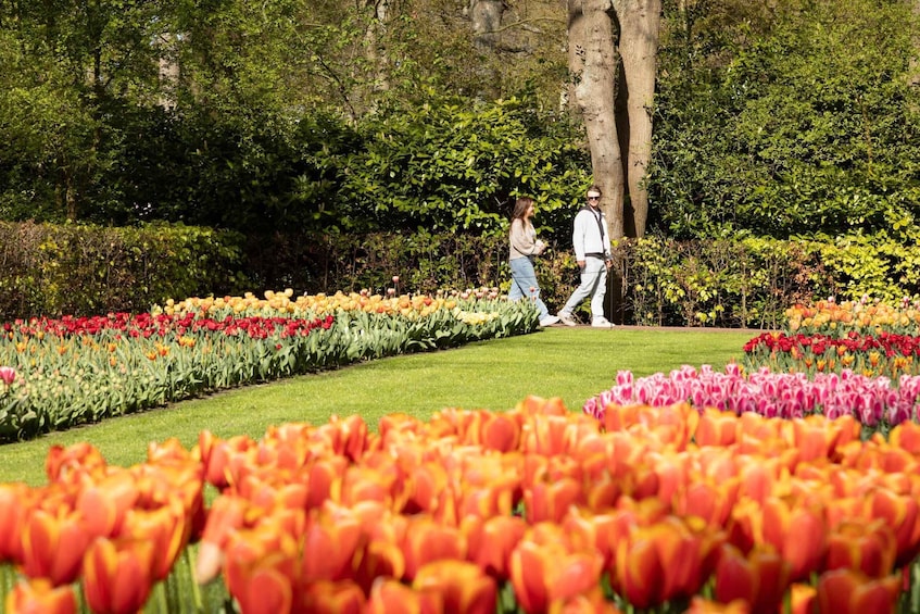 A garden with rows of colorful tulips and two people walking. 2