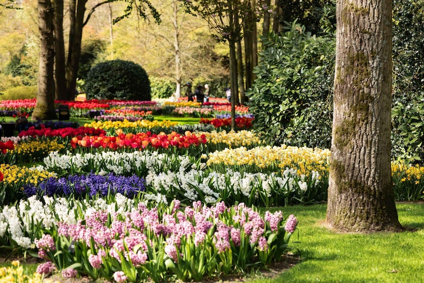 A garden with rows of colorful tulips and hyacinths. 5