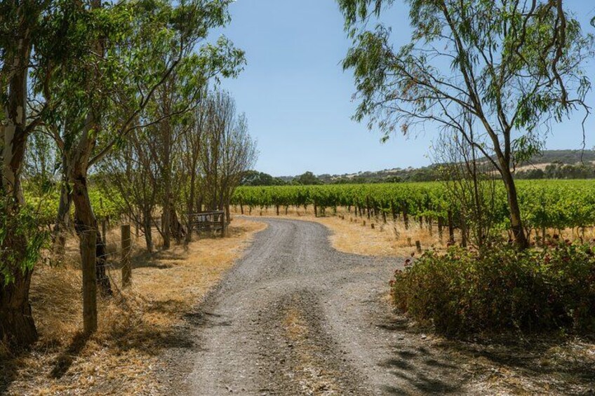 Un camino de grava que atraviesa un viñedo con hileras de parras. 2