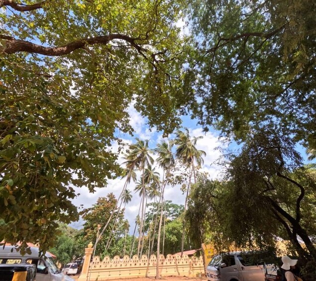 A tree-lined street with palm trees, parked cars, and a yellow gate. 5