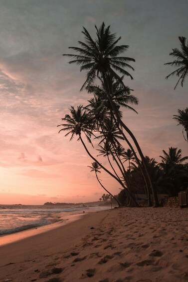 A beach with palm trees and a sunset. 3