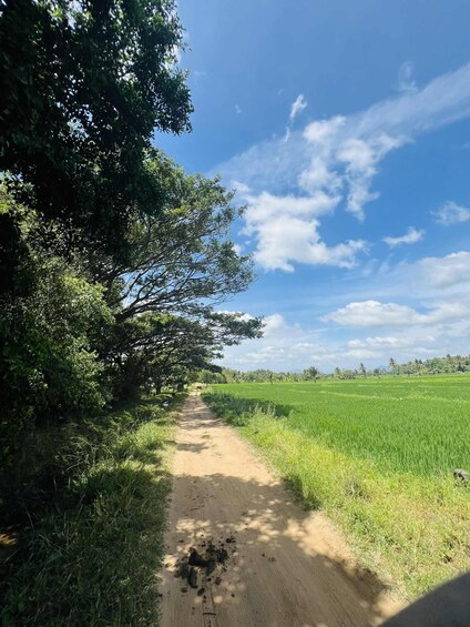 A dirt path through a green field with trees on one side. 2