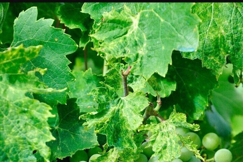 Green grapevines with clusters of unripe grapes. 5