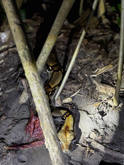 A snake under a tree with dry leaves and soil. 2