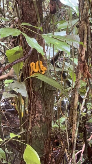 Picture 8 for Activity Tortuguero Trilogy: Wildlife, Meals, Guide & Park Entry 3