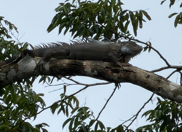 Picture 12 for Activity Tortuguero Trilogy: Wildlife, Meals, Guide & Park Entry 2