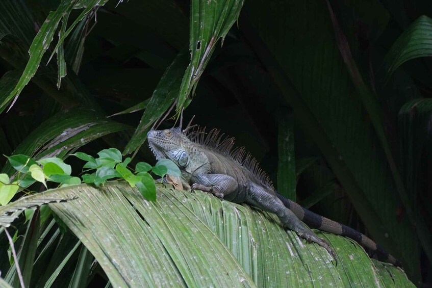 Picture 1 for Activity Tortuguero Trilogy: Wildlife, Meals, Guide & Park Entry 4