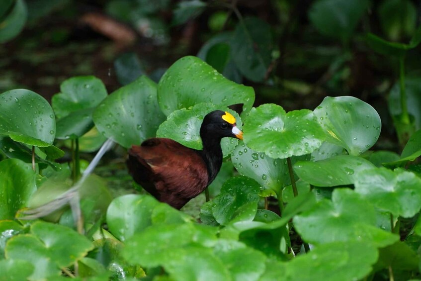 Picture 5 for Activity Tortuguero Trilogy: Wildlife, Meals, Guide & Park Entry 5