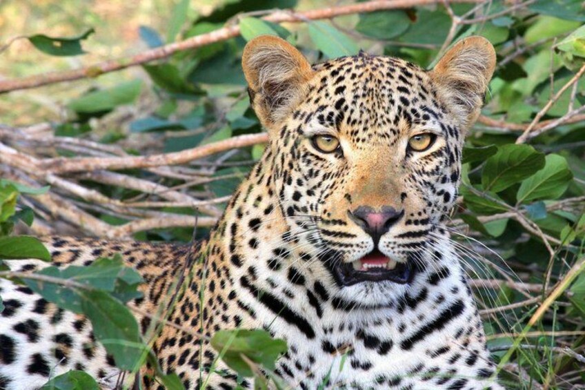 Un leopardo con pelaje moteado, rodeado de follaje y ramas verdes. 4