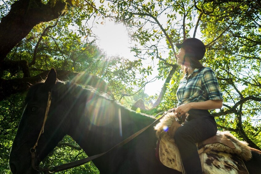 A person riding a horse in a forested area with sunlight filtering through the trees. 2
