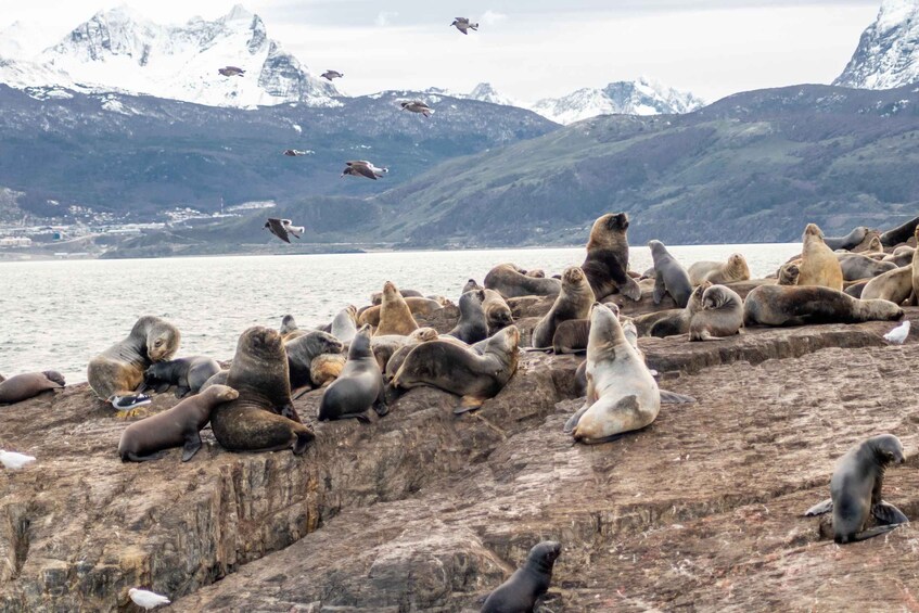 A group of seals on a rocky shore with a mountainous backdrop and birds flying in the sky. 2
