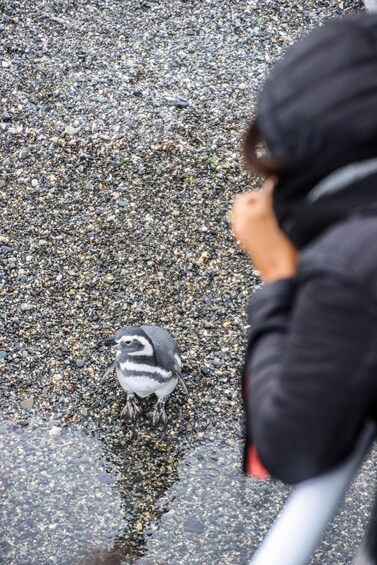 A penguin on a pebbly beach with a person in the foreground. 5