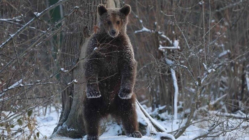 A bear standing in a snowy forest. 1