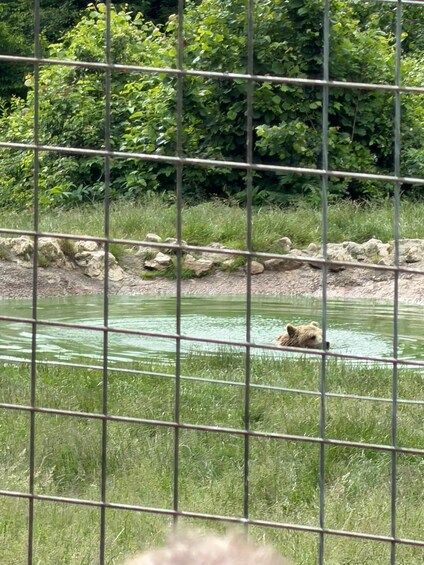 A bear swimming in a zoo enclosure with a metal fence and greenery in the background. 5