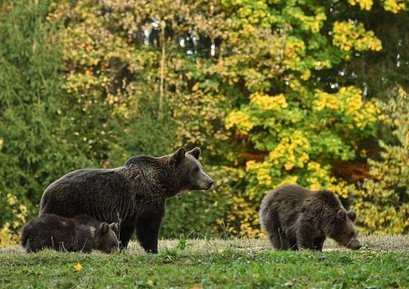 A bear with cubs in a grassy field with trees in the background. 4