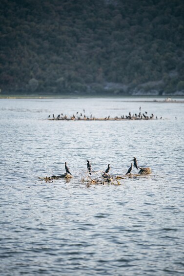 Picture 16 for Activity Skadar Lake 2h Scenic Boat tour from Virpazar 5