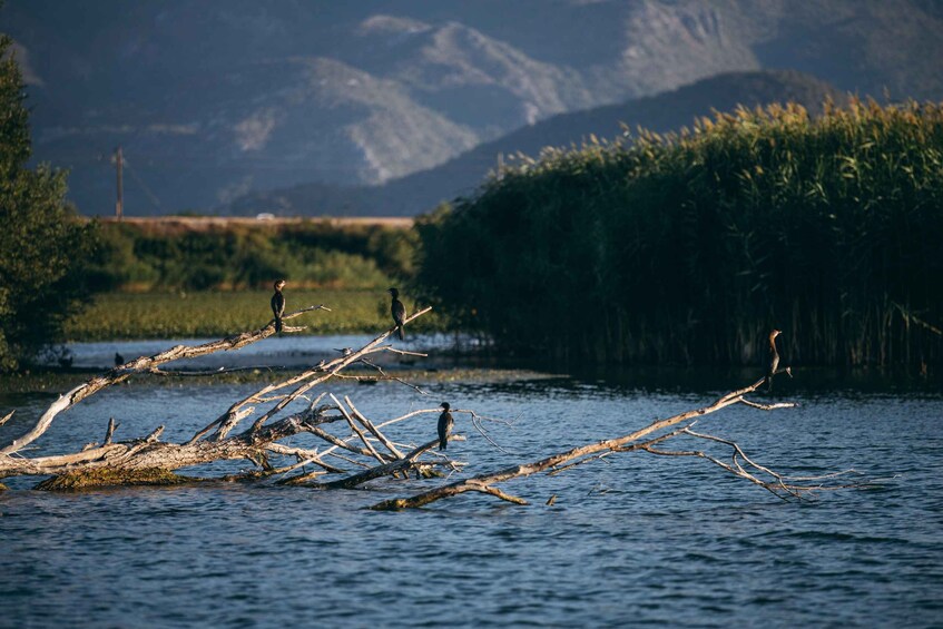 Picture 19 for Activity Skadar Lake 2h Scenic Boat tour from Virpazar 2