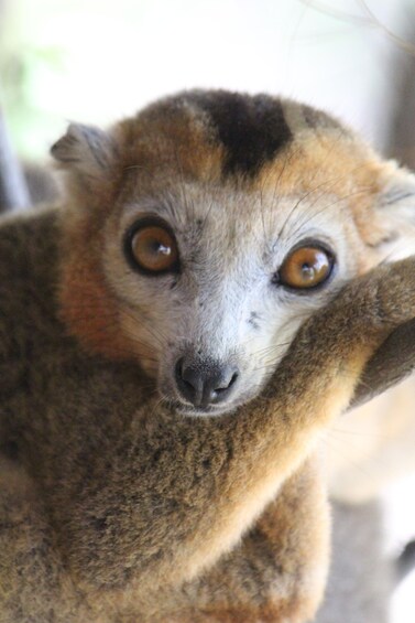 Picture 8 for Activity Diego Suarez: 5 Days Northern Madagascar Tour 3