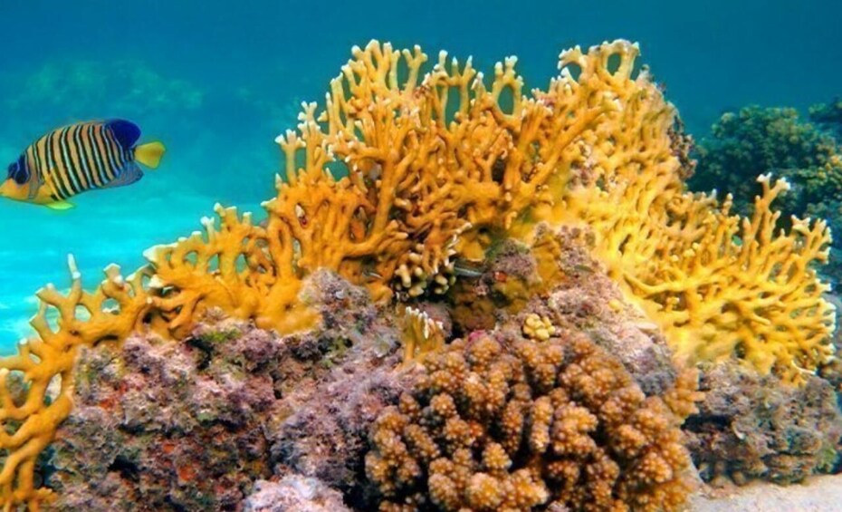 A coral reef with yellow coral formations and a striped fish swimming nearby. 1