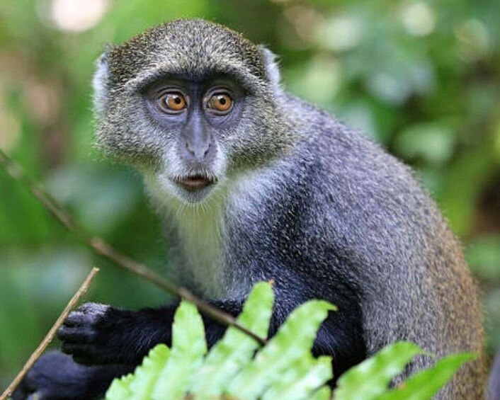 A monkey with dark fur and large, round eyes, sitting among green foliage. 4