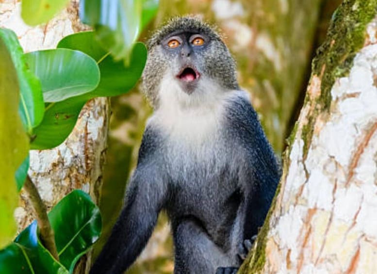 A monkey with large eyes and a grey and white fur coat sitting on a tree branch surrounded by green leaves. 3