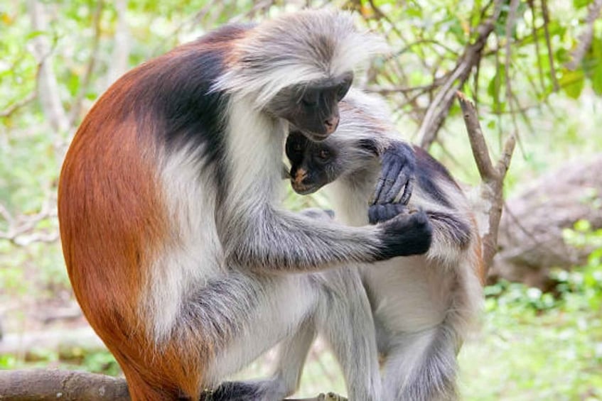 A monkey grooming another monkey. 1