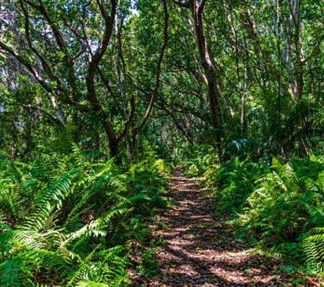 A forest path surrounded by dense green foliage and trees. 2