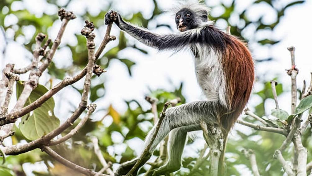 A monkey climbing a tree. 5