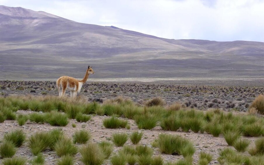 A camel in a grassy field with mountains in the background. 4