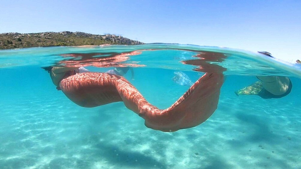 A clear underwater view of a large, curved coral formation with a rocky shoreline in the background. 1