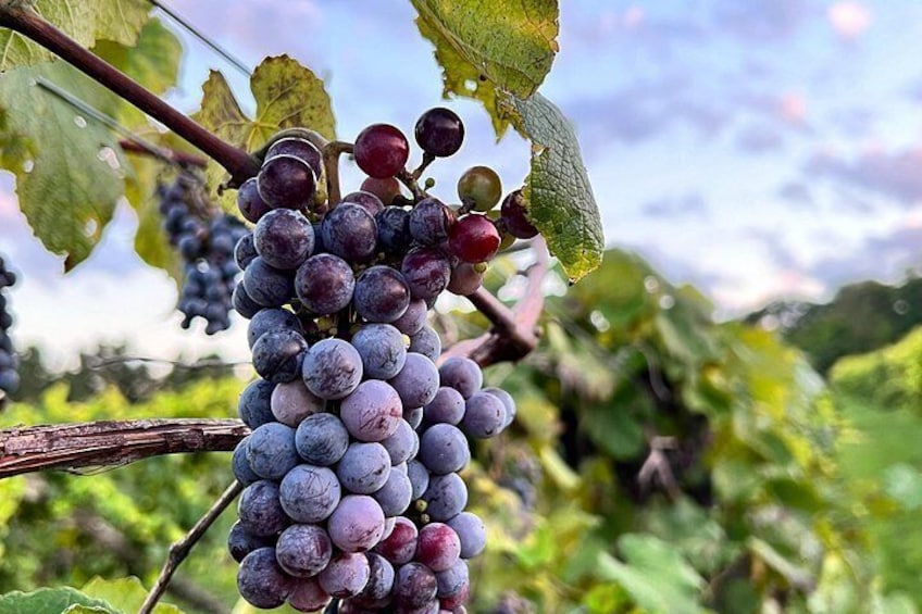 Grapes at our Vineyard 4