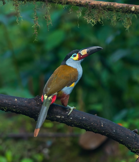 A bird perched on a branch with a blurred green background. 3