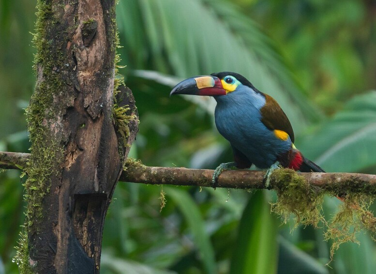 A bird perched on a moss-covered tree branch in a lush green forest. 1