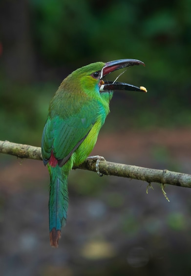 A green bird with a red tail perched on a branch. 2
