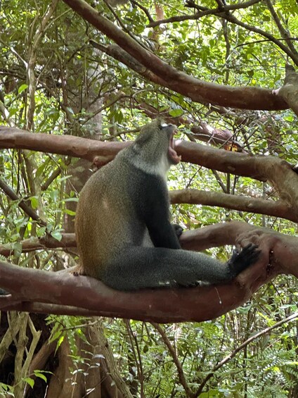 A primate sitting on a tree branch in a dense forest. 4