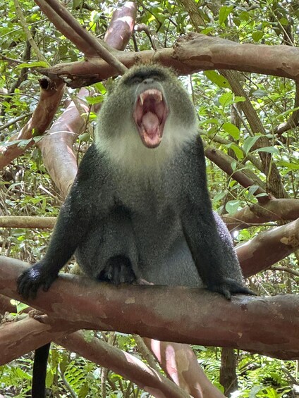 A monkey sitting on a tree branch in a forest. 3