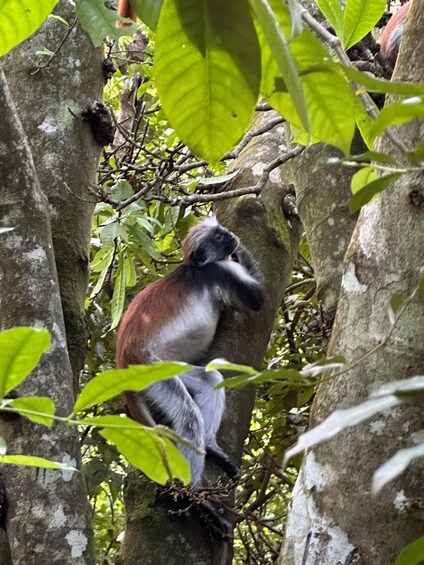 A monkey sitting on a tree branch surrounded by green leaves. 1