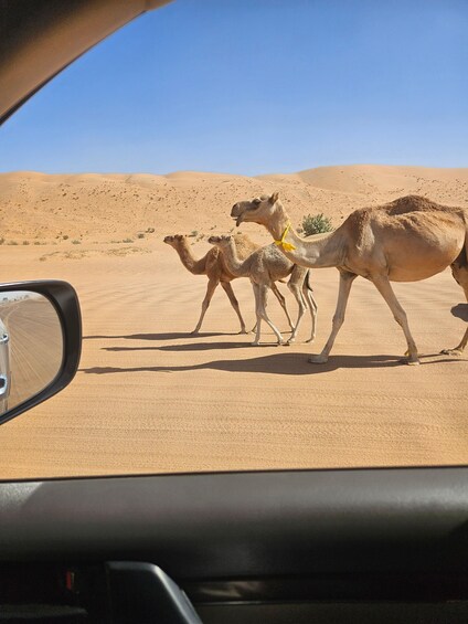 Picture 3 for Activity Bidiya: Wahiba Sands Desert and Sea Off-Road Tour 3
