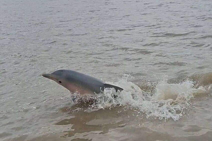 A dolphin swimming in the water. 2