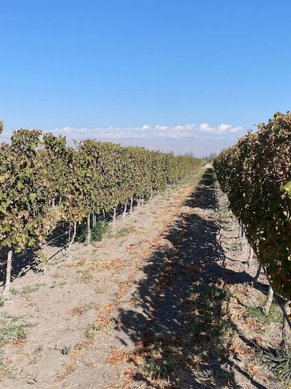 A vineyard with rows of grapevines under a clear sky. 1