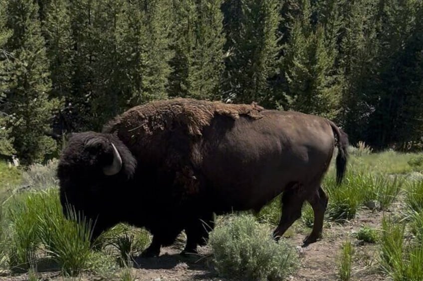 A bison in a grassy field with dense forest in the background. 2