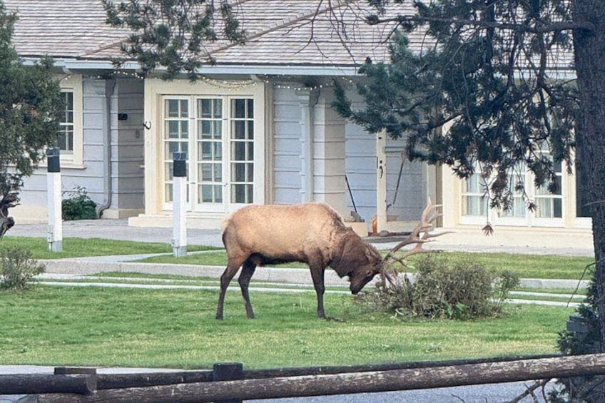 A large elk in a grassy area with a house in the background. 2