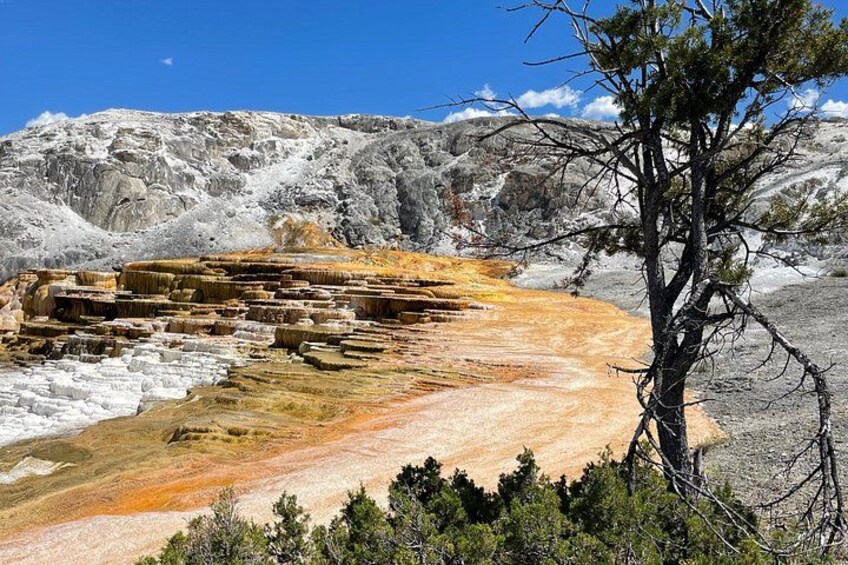 A geothermal area with mineral deposits, a barren tree, and a clear sky. 3