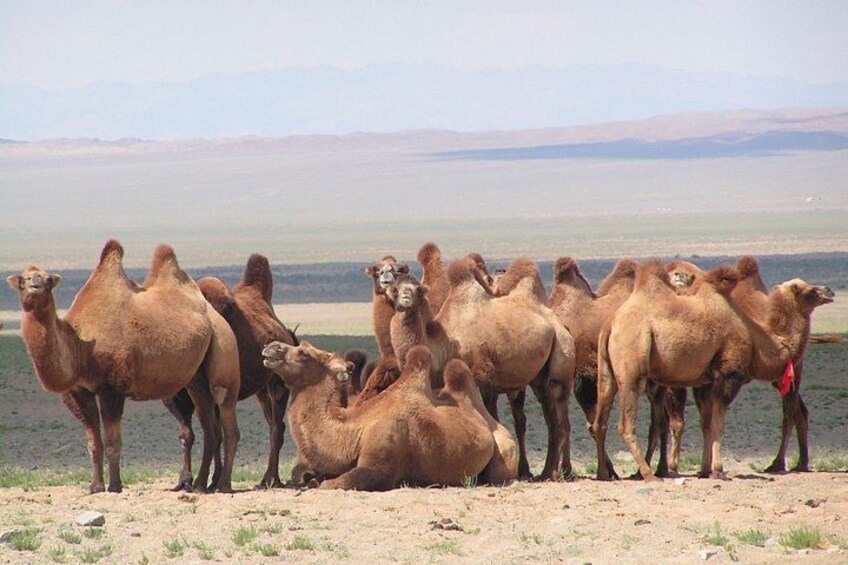 A group of camels standing and lying on a sandy area near a body of water with a mountainous background. 1