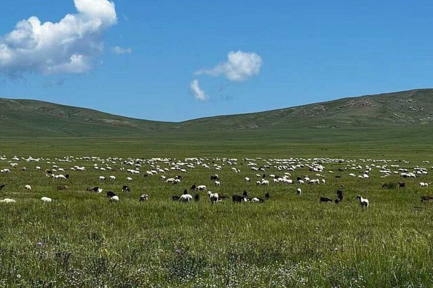 A vast grassy field with a herd of sheep grazing. 2