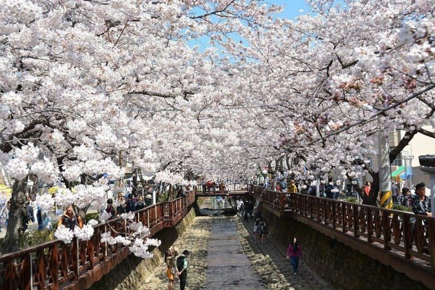 A cherry blossom-lined canal with people walking and standing on bridges. 5